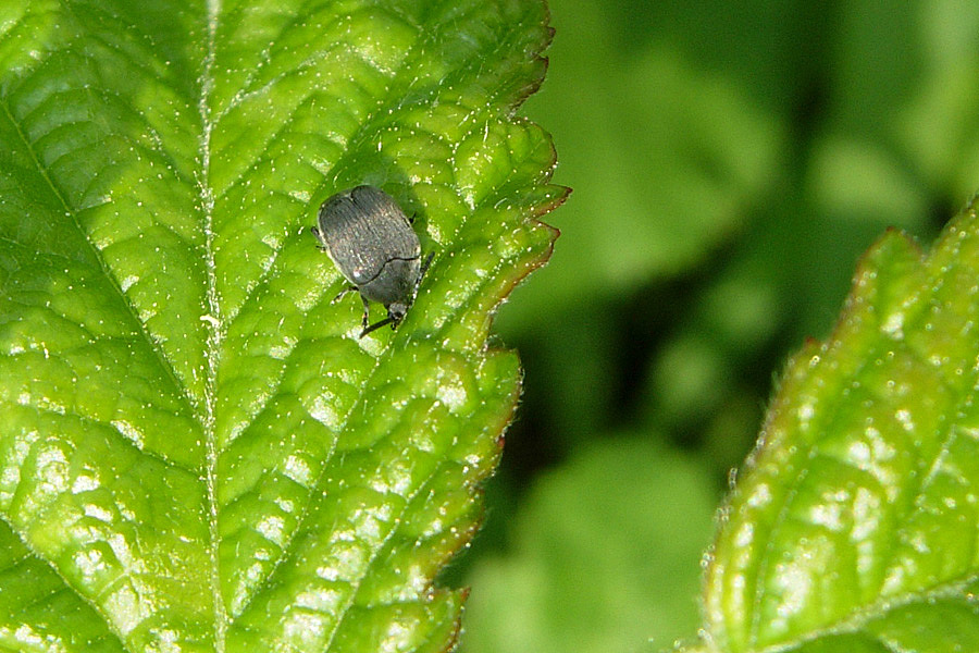 Chrysomelida Bruchinae: Spermophagus sp.